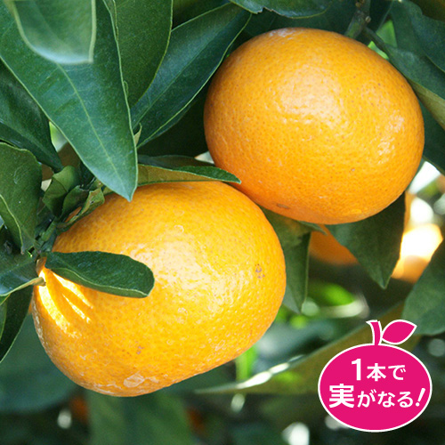 温州みかん（ミカン）「ゆら早生」の苗木を販売【花育通販】