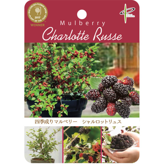 果樹園「花育通販」四季なり豊産マルベリー（桑）苗木 シャルロット