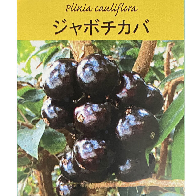 熱帯果樹「ジャボチカバ 中葉系の苗木」を販売【花育通販】