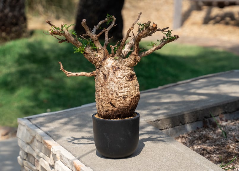 オペルクリカリア パキプス Operculicarya pachypus | mana's f