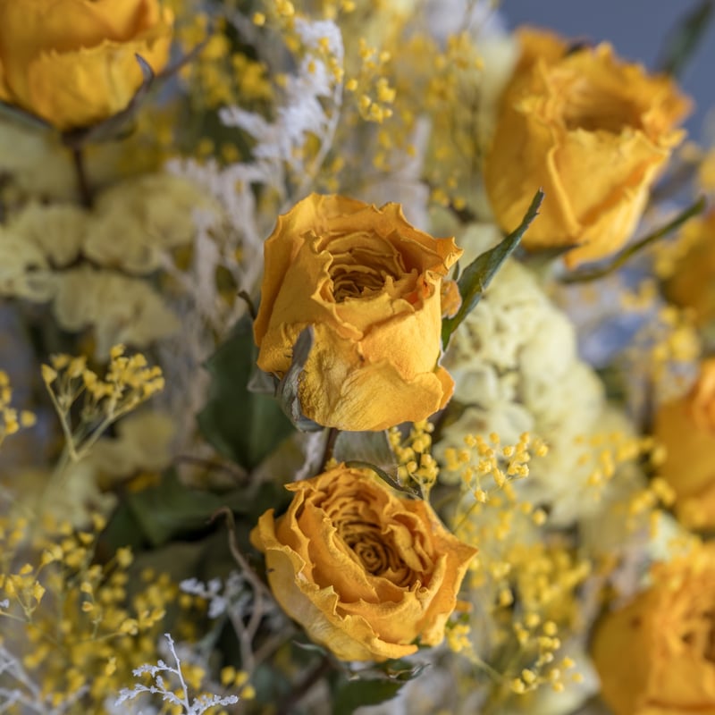 バラ12本のドライフラワー花束🌹「付き合ってください」 | ドライ