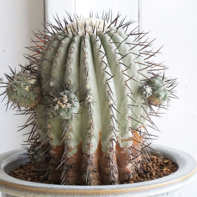 コピアポア シネレア 黒王丸 | hanayoshi-botanical