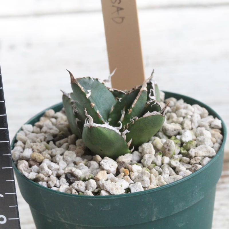 アガベ チタノタ SAD 南アフリカダイヤモンド カキ子 | hanayoshi