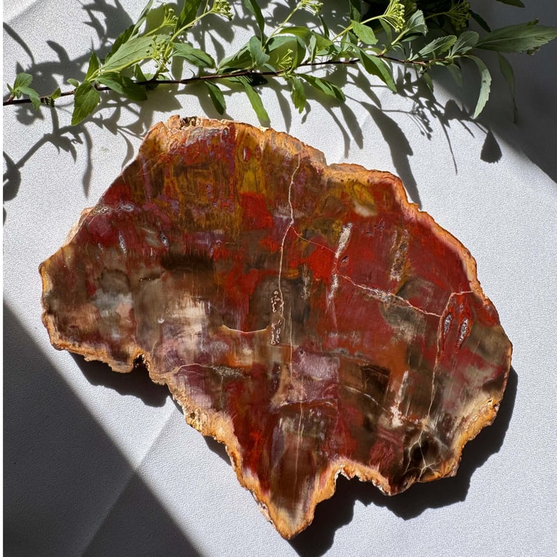 時を超えた大地の記憶 〜珪化木のプレート〜 | Studio Kururi