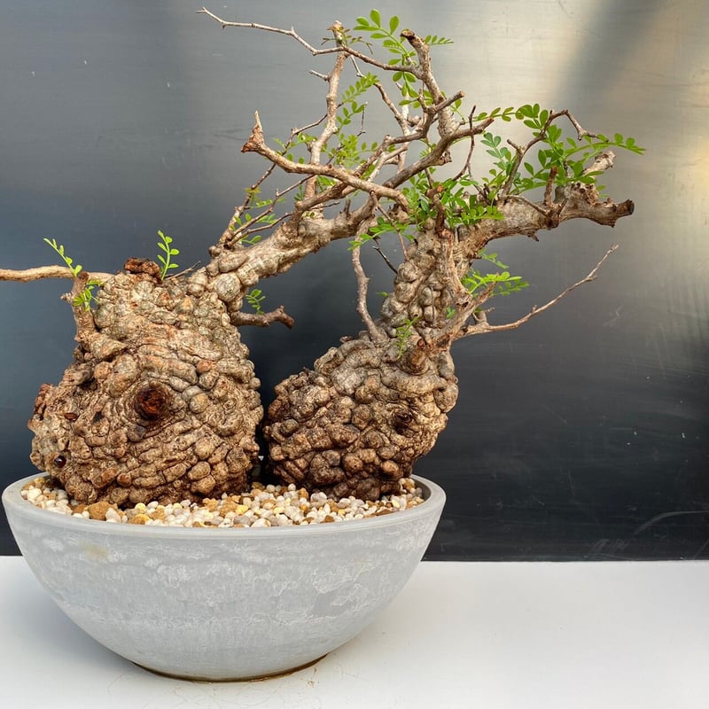 多頭 マルチヘッド オペルクリカリア パキプス MP02 発根済 現地株