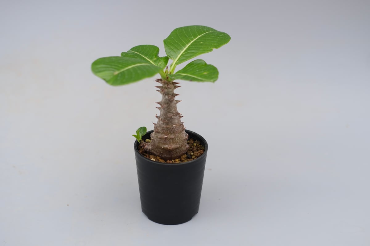 パキポディウム ウィンゾリー 実生株 030 Pachypodium windsorii |