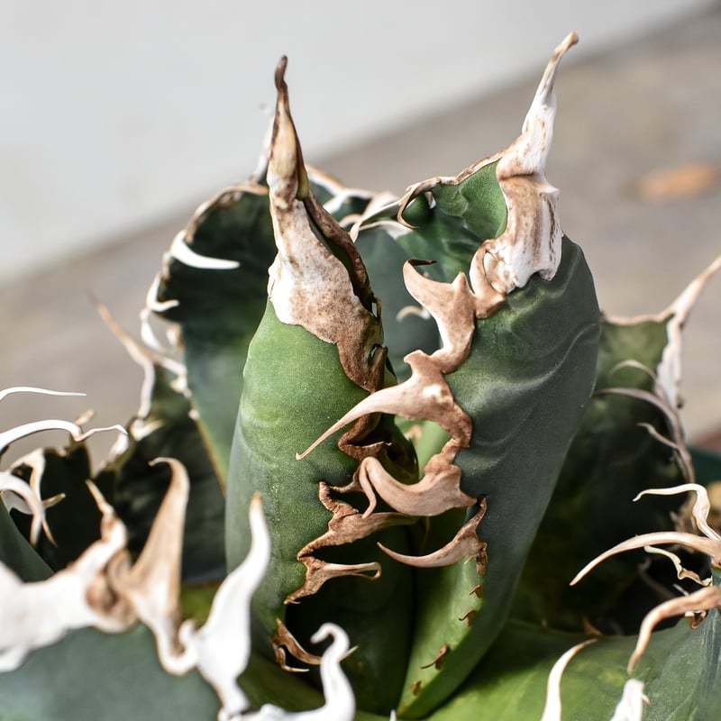 RAFLUMコレクション】アガベ チタノタ 