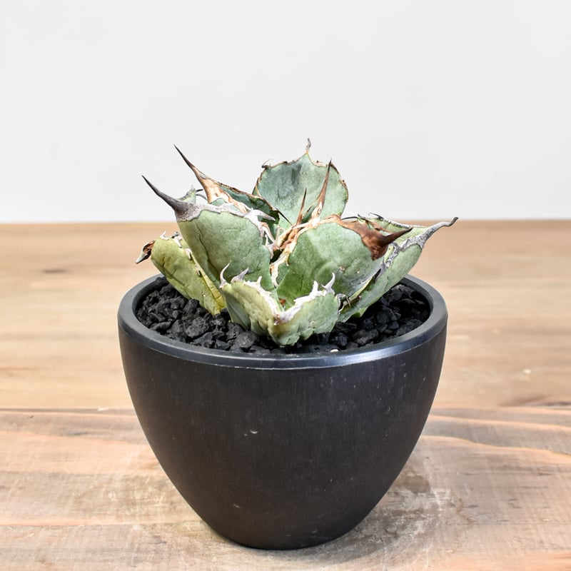 アガベ チタノタ 