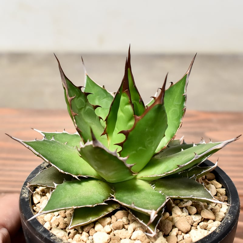 アガベ ホリダ 【発根済み】HK2400057 | RAFLUM / ラフラム｜東京、大阪