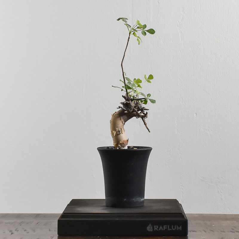 コミフォラ カタフ【ソマリア産のピュアカタフ！表皮の白さと枝振りが