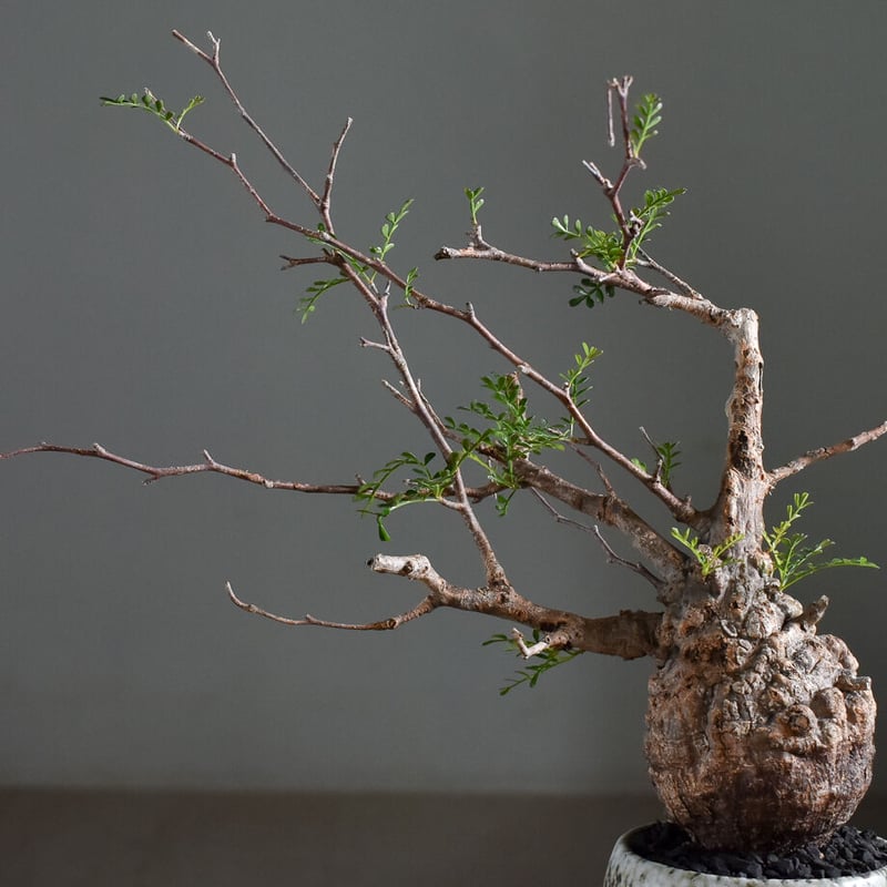 オペルクリカリア パキプス【手乗りサイズ・見事な枝ぶり！厳選された