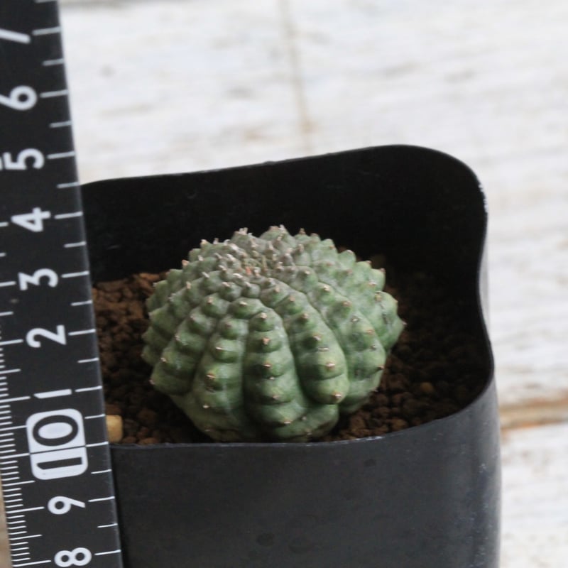 ユーフォルビア 亀甲オベサ | botanical.shop