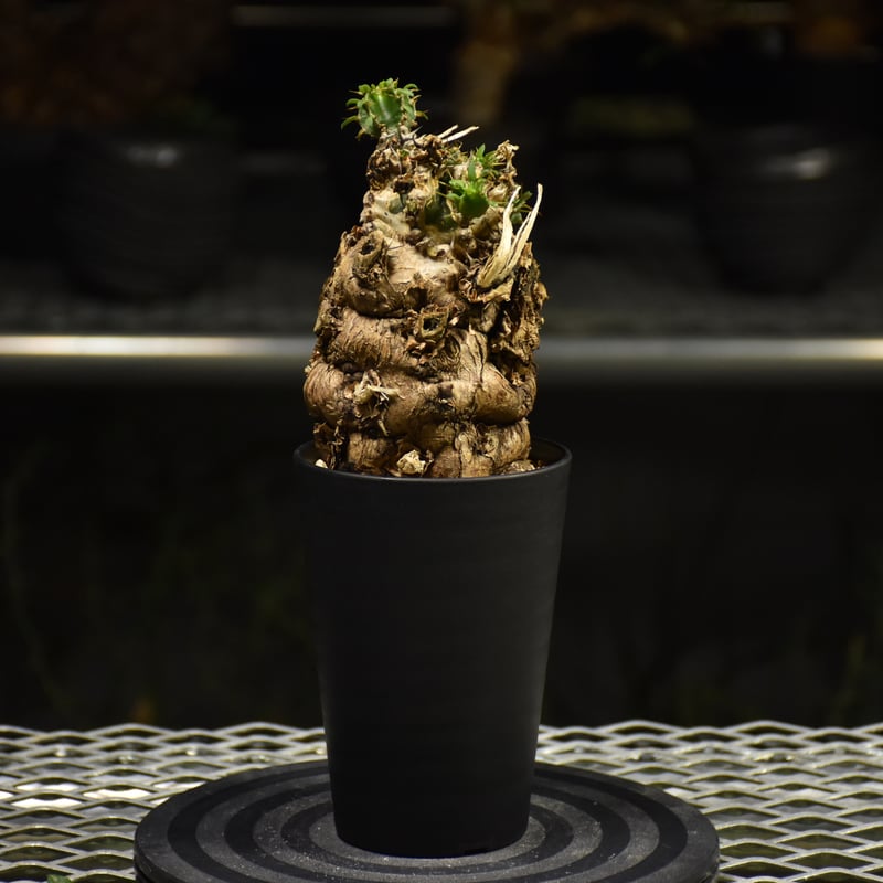 Euphorbia mlanjeana ユーフォルビア ムランジーナ 発根済現地株 I36 |