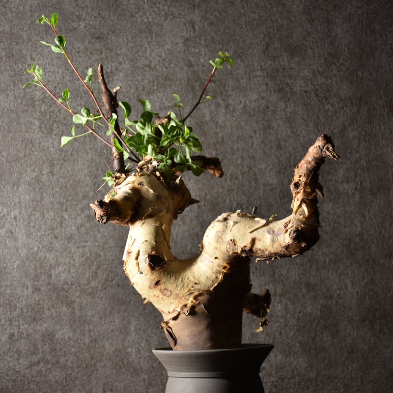 Commiphora kataf pure コミフォラ ピュアカタフ 発根済現地株 1 ソマリ