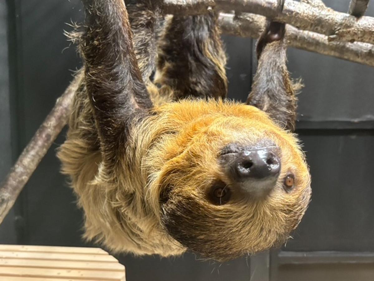 浦安市交通公園のナマケモノ「デニーロ」、9月中旬で展示終了 - 浦安