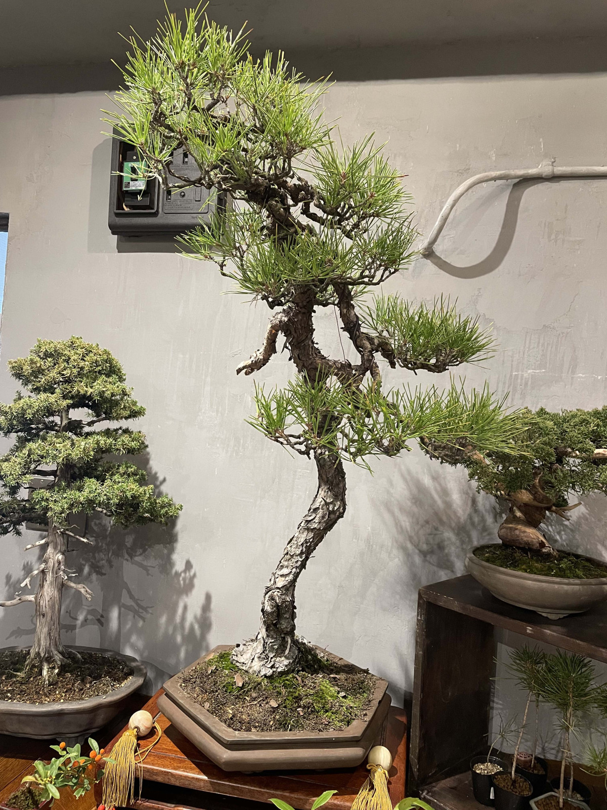 樹齢70年の赤松 - 江東経済新聞