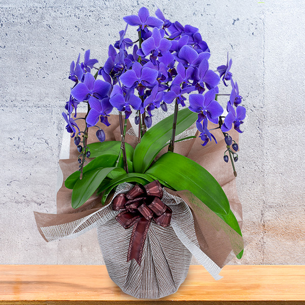 マッツジョナサン青花フラワー蘭