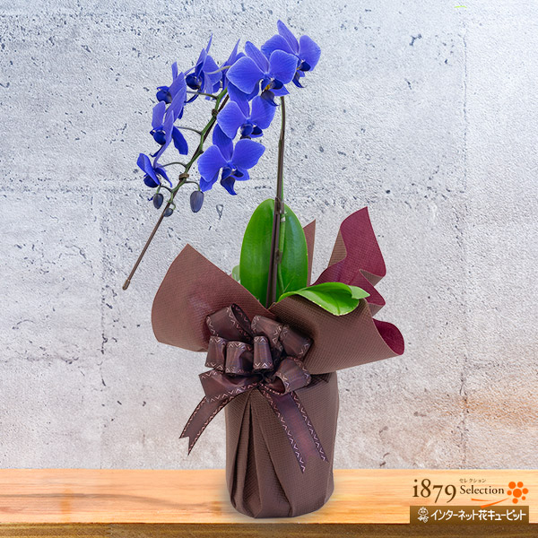 ミディ胡蝶蘭 ブルージーン 1本立ち（8輪以上） - 世界初の青色胡蝶蘭