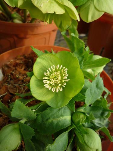 ヘレボルス オドルス | クリスマスローズ