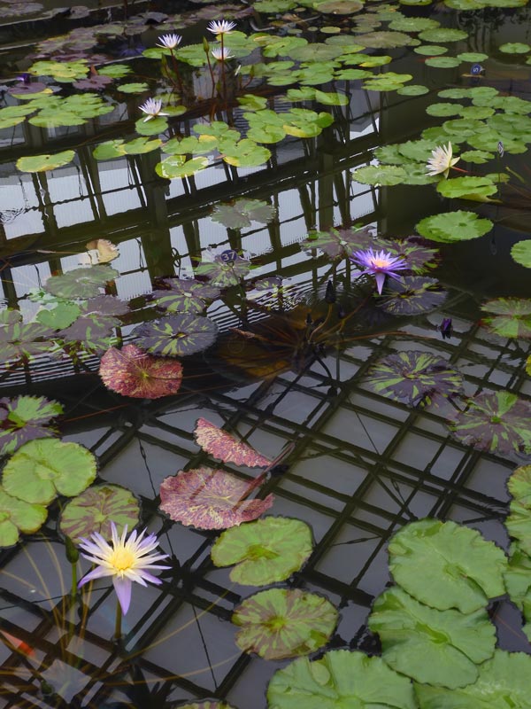 熱帯睡蓮 no.37「フォックス・ファイヤー」〈神代植物公園 大温室 熱帯