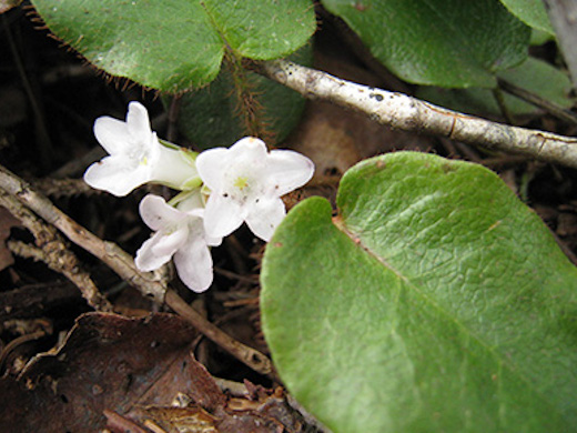 元・現地ガイドがご紹介！お花で楽しむプリンスエドワード島！【カナダ