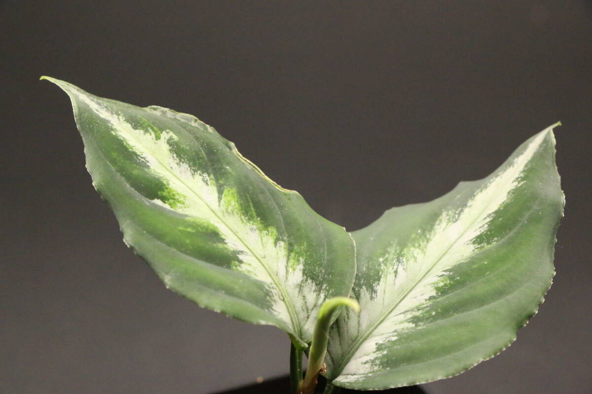 天然/野生＊里山自生【カンアオイ/寒葵/斑入り】山野草/東京檜原村産