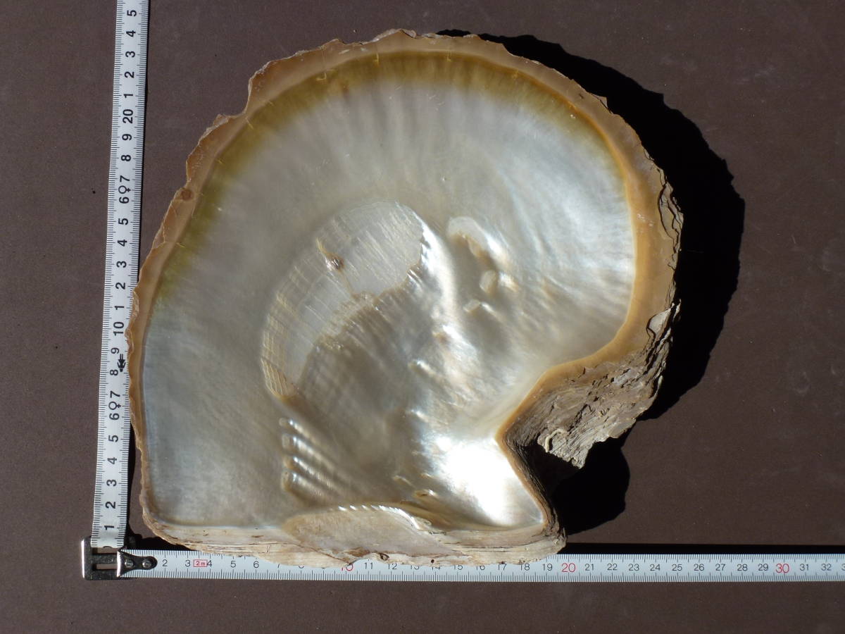 天然貝殻] 白蝶貝 マベ真珠 皿5枚