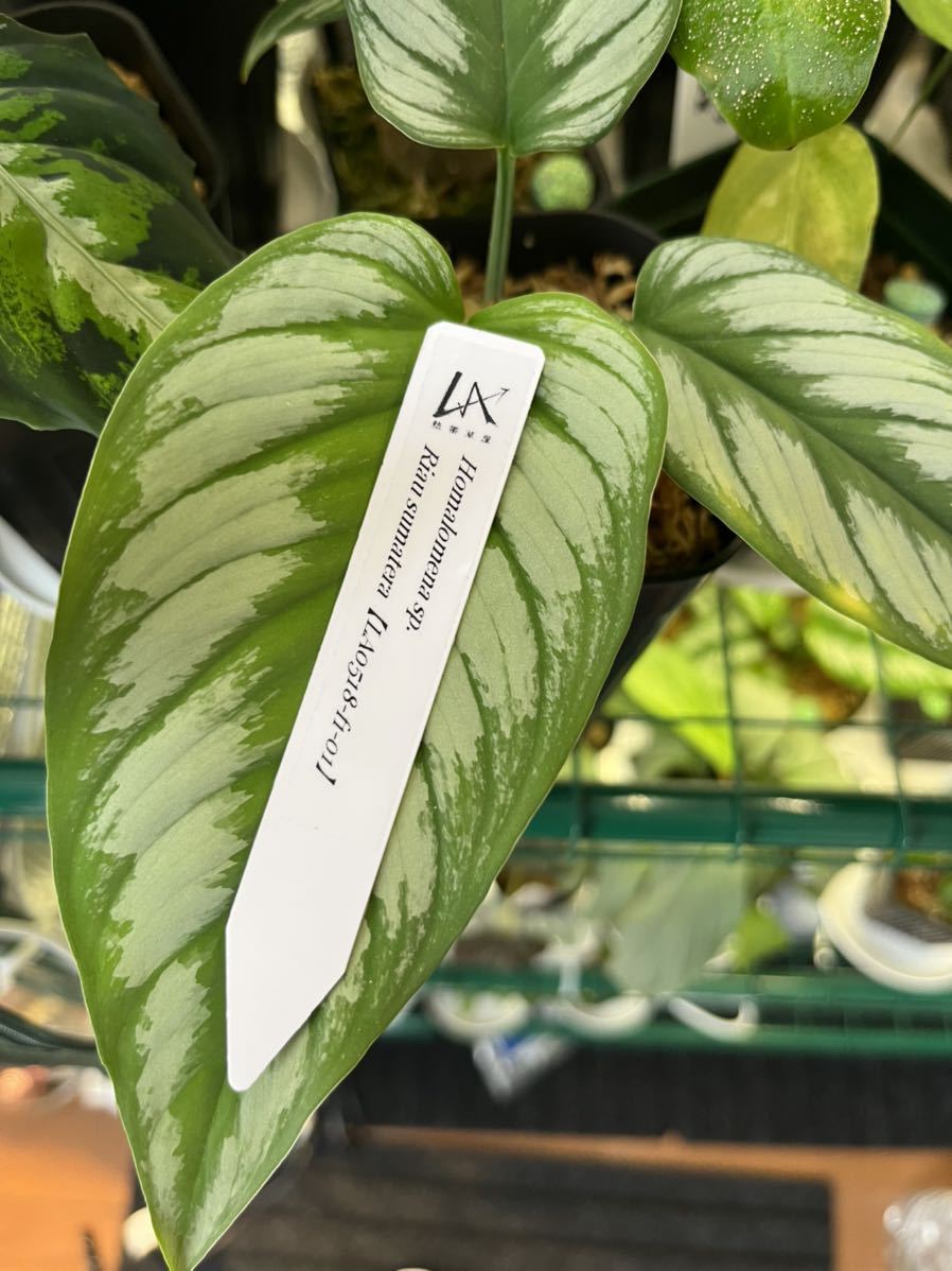 ホマロメナ sp. Greennarrow mamasa スラウェシ カミハタ便 ホマロメナ