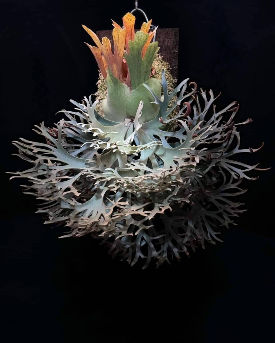 ビカクシダP.Willinckii Omega,P.Emma mix spore ビカクシダP.Emma, P