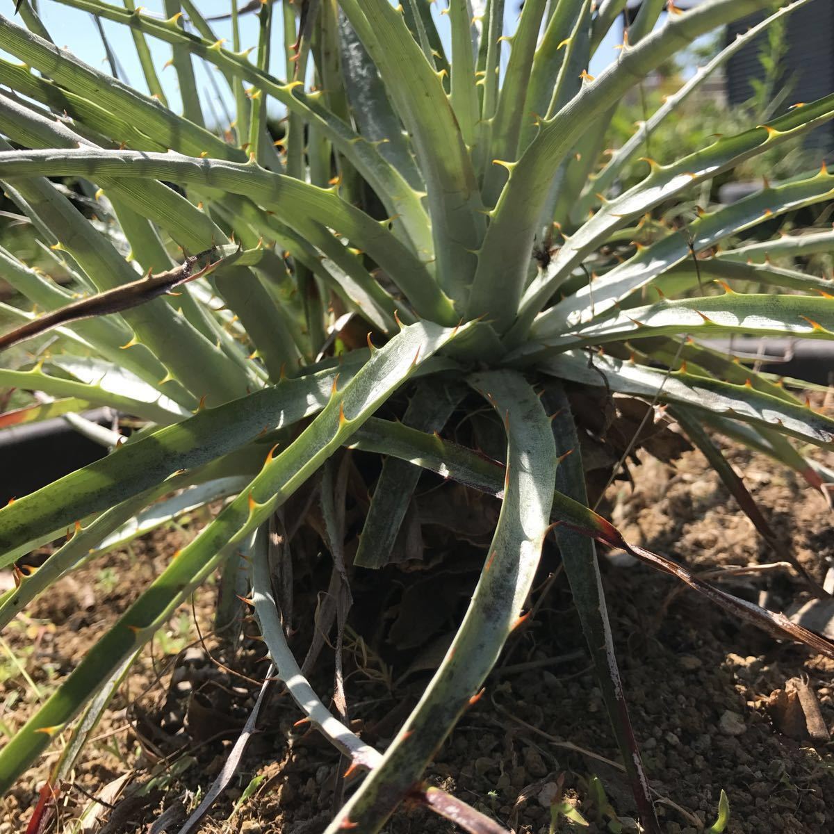 プヤ ベヌスタ A 5ヘッド