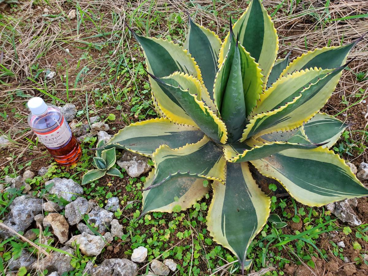 アガベ リップルエフェクト 親株 【公式通販】