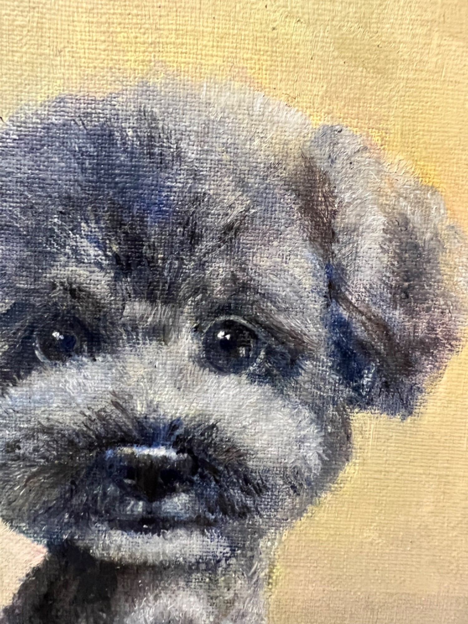 トイプードル - GENSEKI