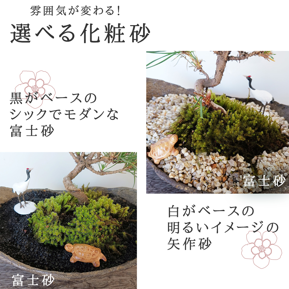 お好きな化粧砂からお選びください。縁起物【黒松盆栽 くらま鉢 鶴亀