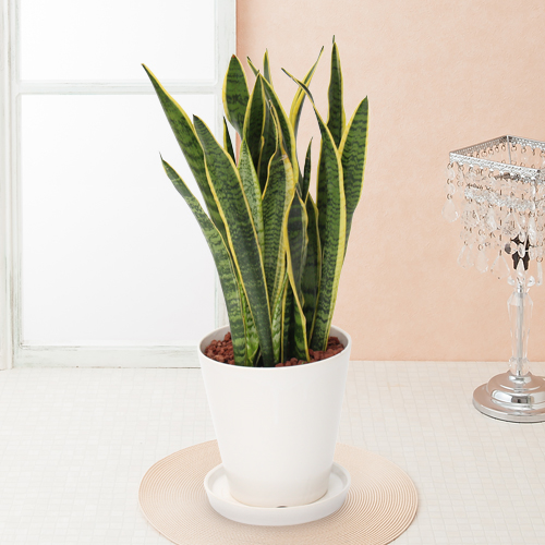 観葉植物「サンスベリア」6号｜フラワーギフト通販ならイイハナ