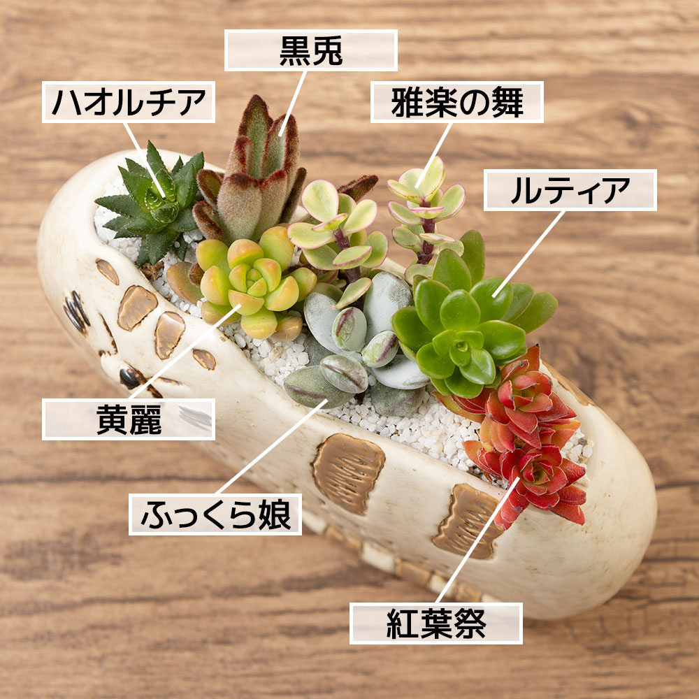 寄せ植え「猫さんのひなたぼっこ」｜フラワーギフト通販ならイイハナ