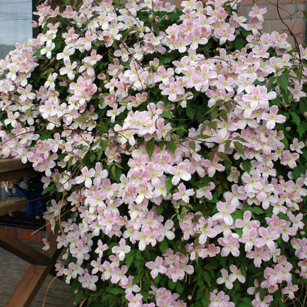 園芸ネット本店｜クレマチス：エリザベス4.5号ポット（モンタナ系）o