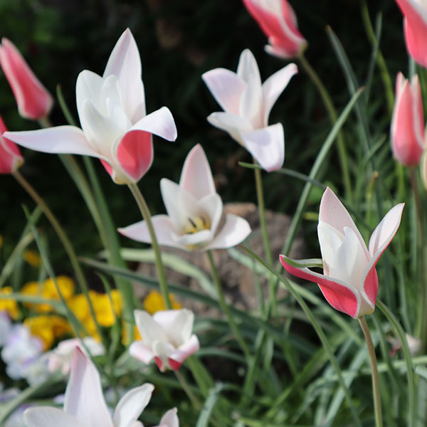 園芸ネット本店｜原種系チューリップ：レディージェーン2球植え3.5号