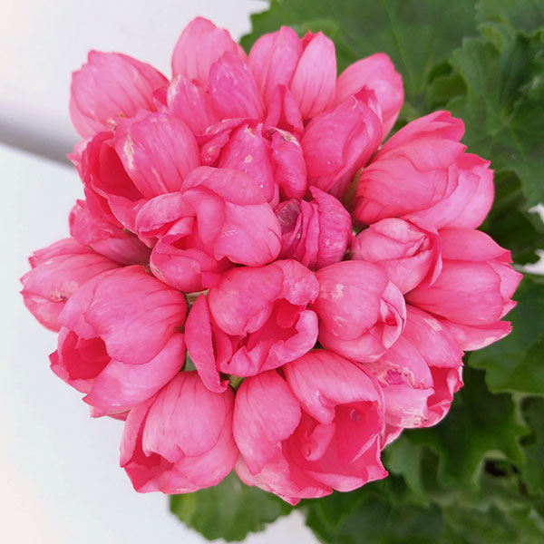 園芸ネット本店｜ゼラニウム（チューリップ咲き）：ピンクパンドラ5号