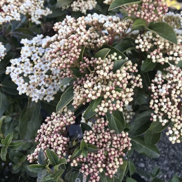 園芸ネット本店｜ビバーナム：ティヌス フレンチホワイト5号ポット の