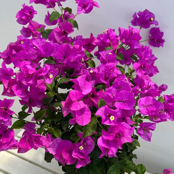 園芸ネット本店｜ブーゲンビレア：濃桃大輪花6号鉢入り の通販【公式】