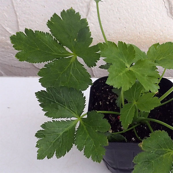 園芸ネット本店｜みつば（三つ葉）2.5－3号ポット の通販【公式】