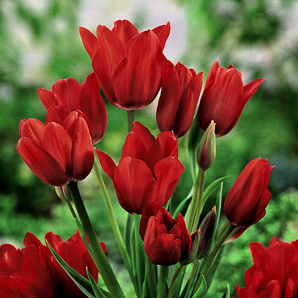 園芸ネット本店｜チューリップ（枝咲き）：ファイアリークラブ4球入