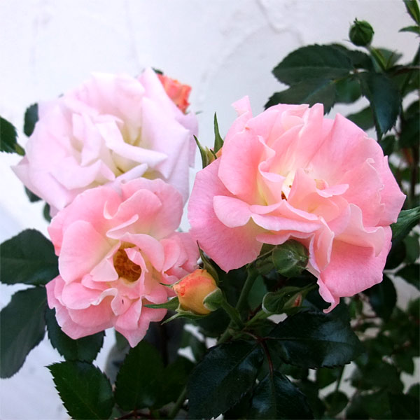 園芸ネット本店｜ドリフトローズ：ピーチドリフト4号ポット植え の通販