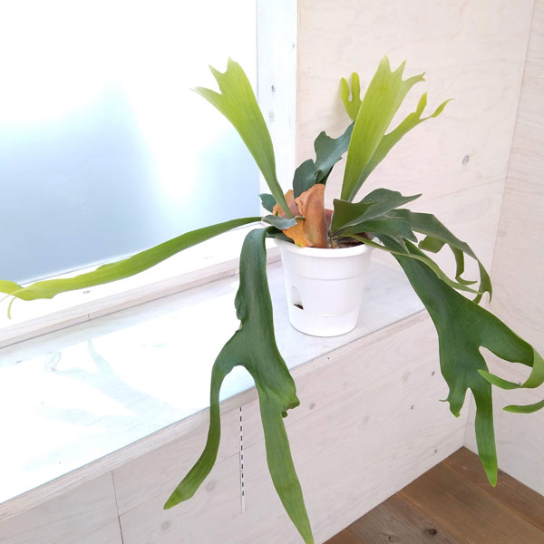 園芸ネット本店｜ビカクシダ（コウモリラン）：ネザーランド5号鉢入り