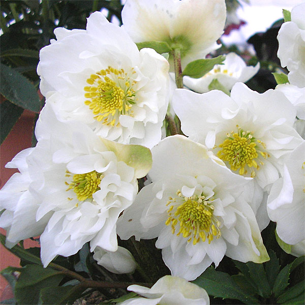 園芸ネット本店｜クリスマスローズ：*ダブルファンタジー4.5号ポット