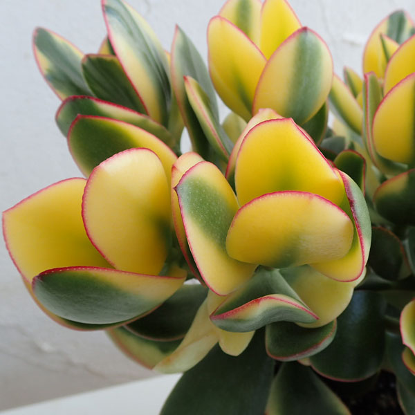 現品】【金のなる木・カネノナルキ】クラッスラ 花月（カゲツ）大株 10