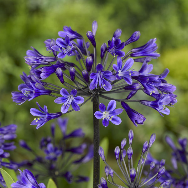 園芸ネット本店｜アガパンサス：セナ4号ポット の通販【公式】