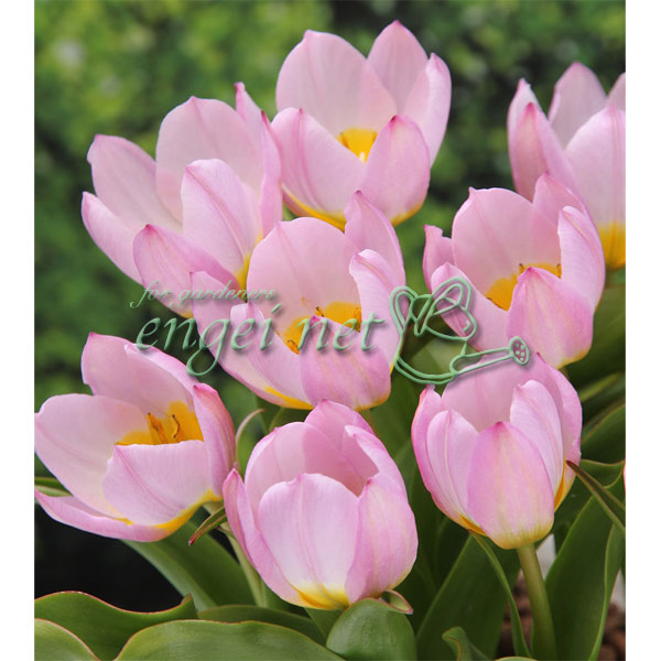 園芸ネット本店｜チューリップ（原種系）：ライラックワンダー5球入り