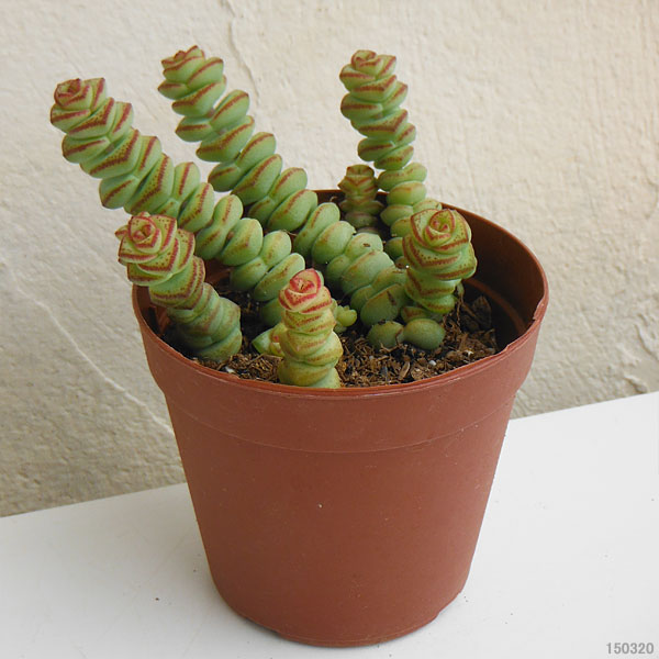 園芸ネット本店｜多肉植物：舞乙女2.5号 の通販【公式】