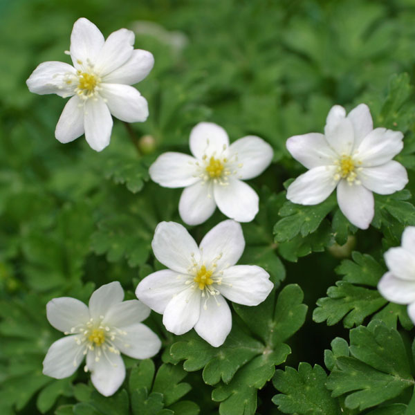 園芸ネット本店｜ニリンソウ：鈴鹿二輪草2.5～3号ポット の通販【公式】